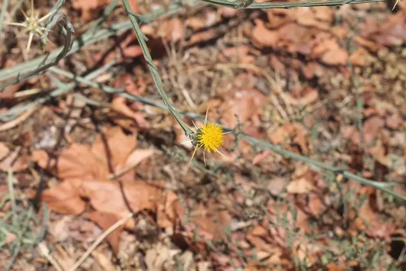 Dry ground covered in leaf litter and thin weeds, with one small yellow flower