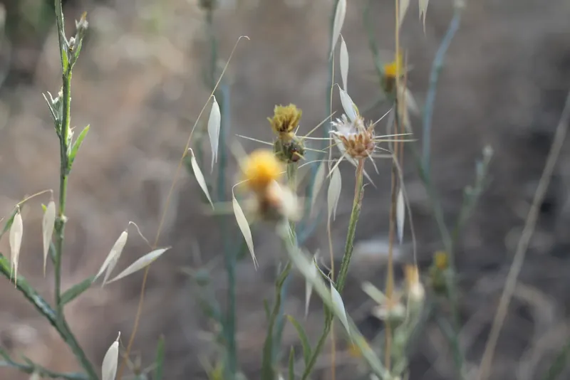 Dry weeds and seed heads with small yellow flowers, in soft focus