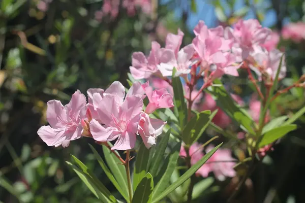 Pink oleander flowers among dark green leaves