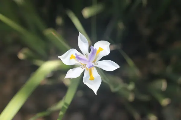 A white and lavender iris with yellow markings, against dark leaves