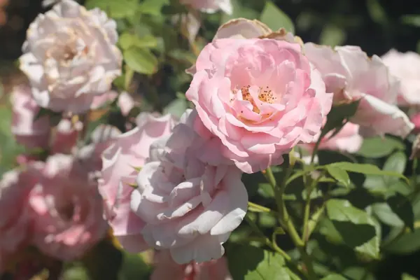 Pink and cream roses in bloom