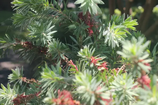 Spiky green foliage with small red flowers