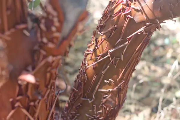 Peeling red-brown bark on a tree