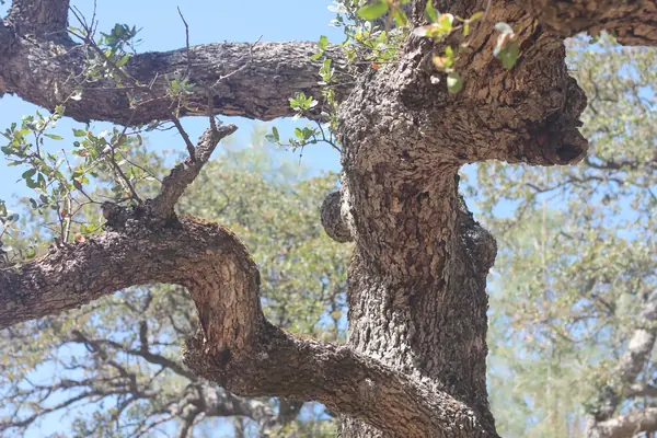 Gnarled oak branches against a blue sky