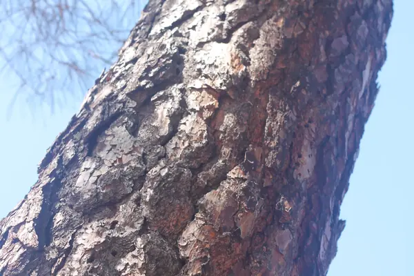 A pine trunk with rough bark against a blue sky