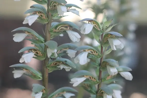 White flowers up a tall green stem