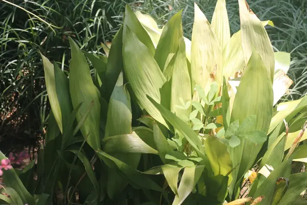 Broad green leaves in bright light